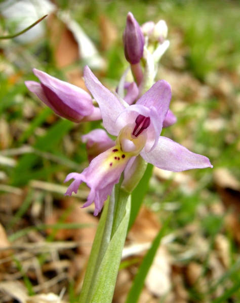 Orchis colemanii